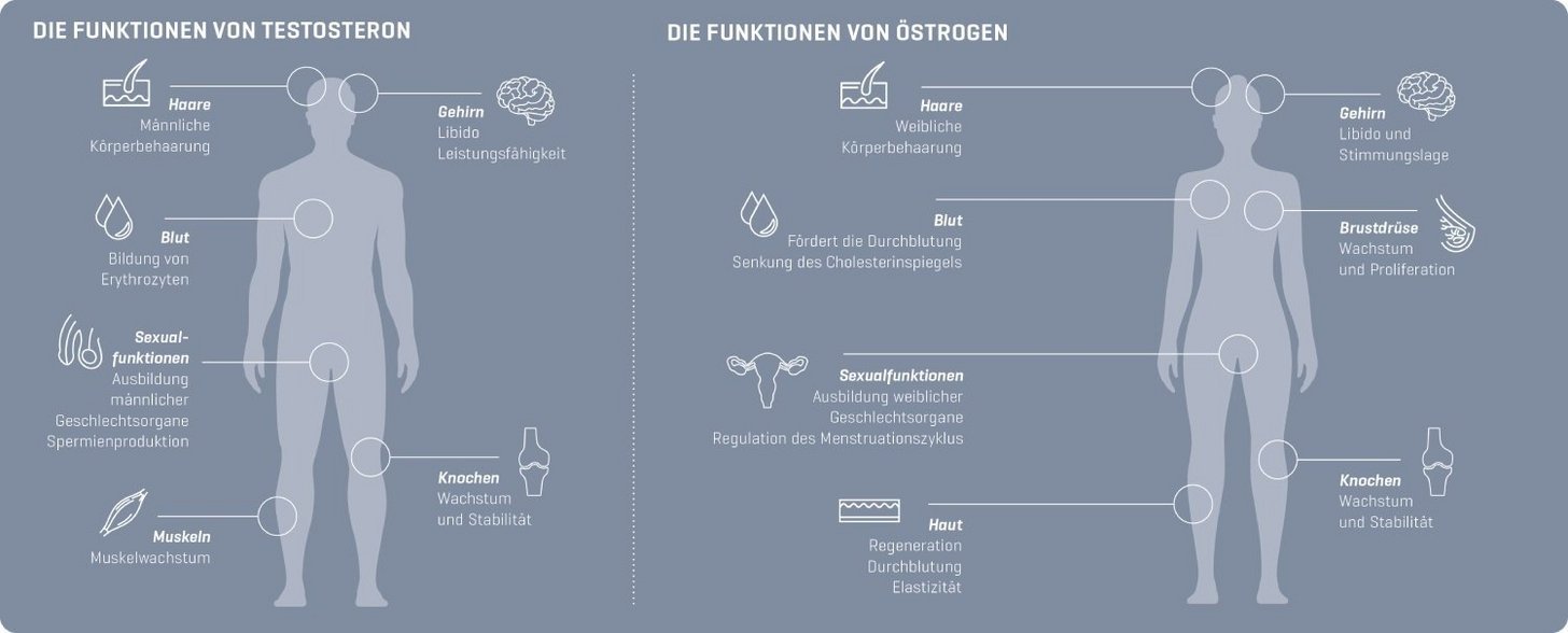 Die Funktionen von Testosteron und Östrogen