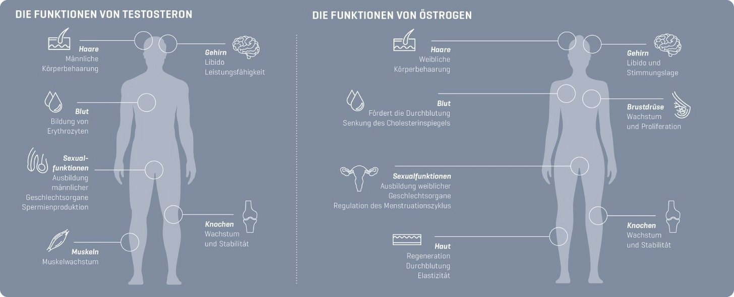 Wo Wird Testosteron Gebildet Frau www.heimat-krankenkasse.de