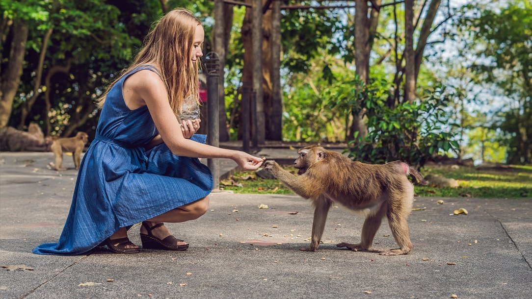 Impfung gegen Tollwut Impfung gegen Tollwut