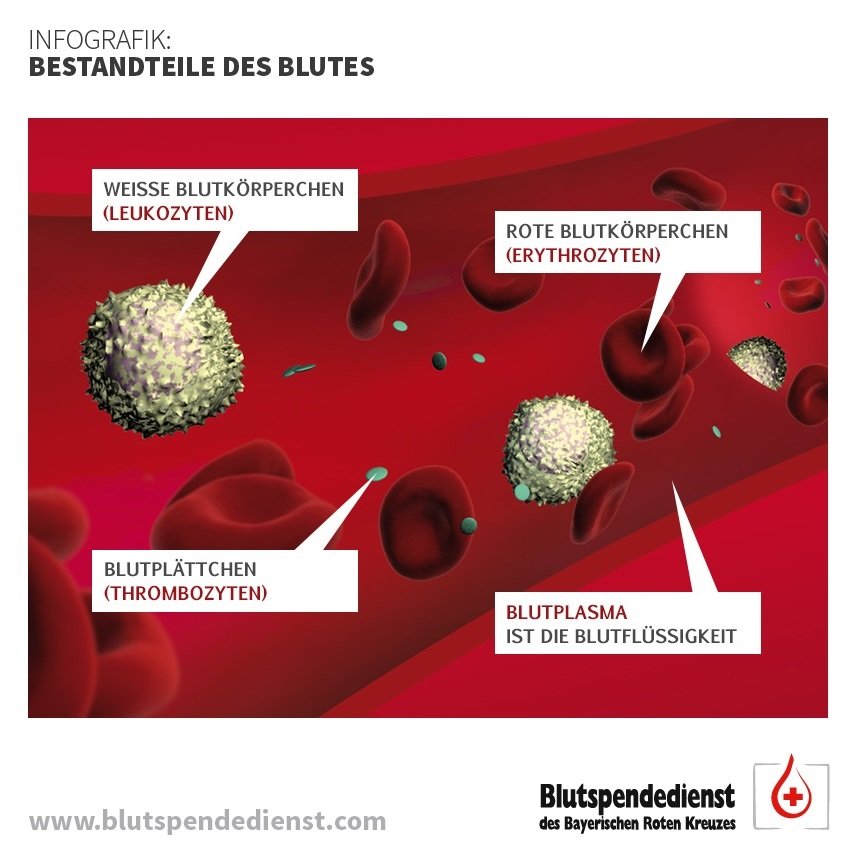 Bestandteile des Blutes Bestandteile des Blutes